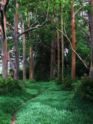 Rainbow eucalyptus. Hana highway, Maui.
