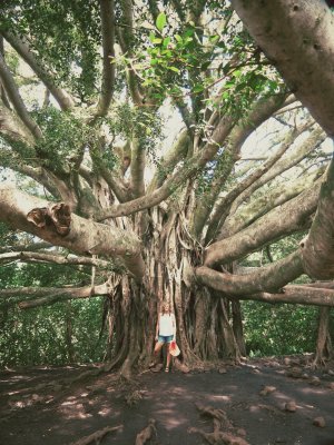Banyan tree. Pipiwai trail, Maui