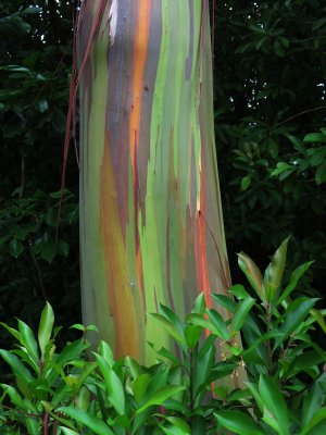 Rainbow eucalyptus. Hana highway, Maui.