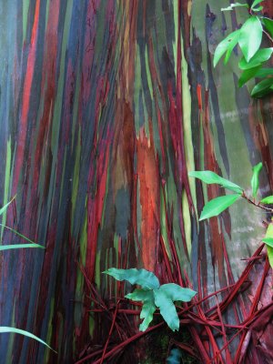 Rainbow eucalyptus. Hana highway, Maui.