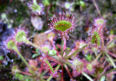 Plante carnivore du Quebec: Sarracnie pourpre