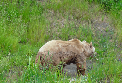 I met a Grizzly along my journey. I've been a lucky guy!  ;(