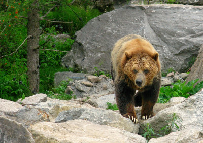 Popeye vs Grizzly. Can someone help me?: I need spinach .... now!