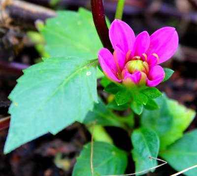 Flower in a windy day...