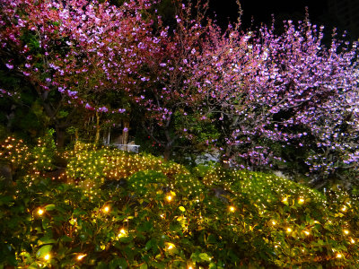 Blossoming cherry trees in the garden of Hotel Okura, Tokyo