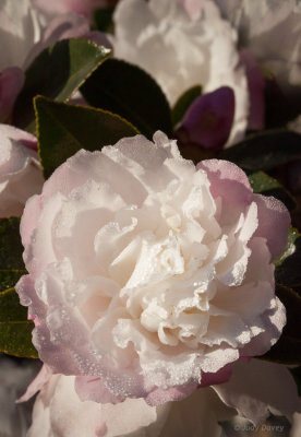 Camellia