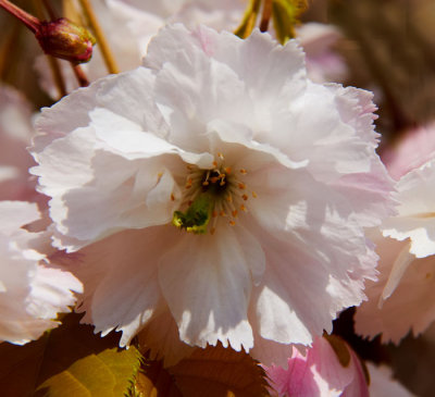 white cherry .jpg