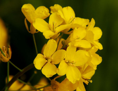 charlock Sinapis arvensis