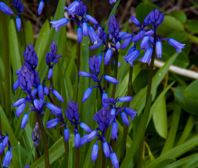 bluebellsss3.jpg
