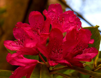 red rhodendron 3.jpg