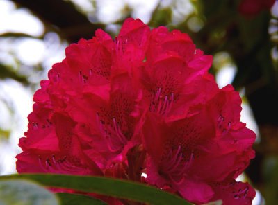 red rhoddendron 5.jpg