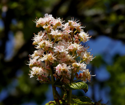 horse chesnut flower .jpg