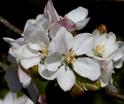 hawthorn blossom 1.jpg