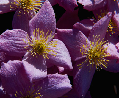 clematis