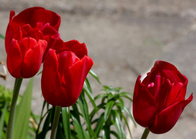 red tulips 3.jpg