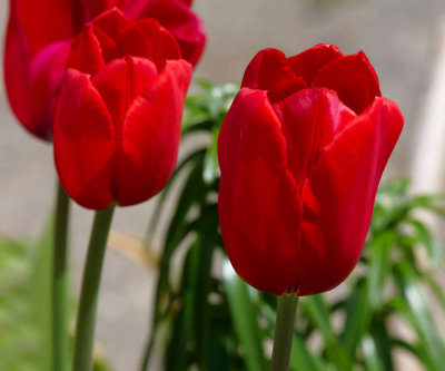 red tulips 1.jpg