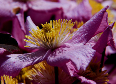 clematis 2