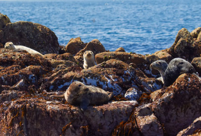 seal colony 