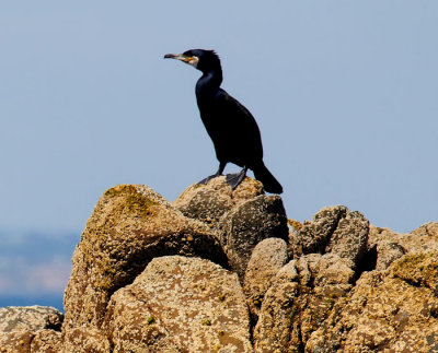 cormorant on rock .jpg