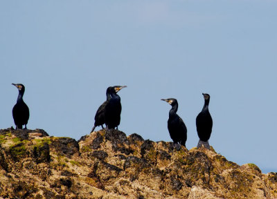 cormorants 3.jpg