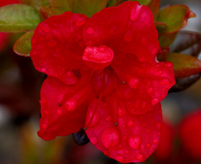 red azalea flower .jpg
