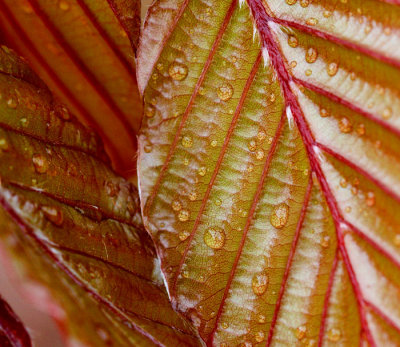 raindrops on beech leaves .jpg