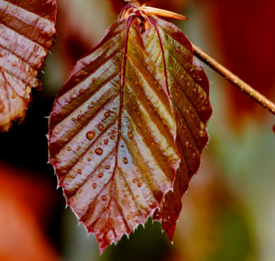 beech leaves .jpg