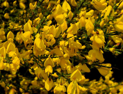 wild broom 2.jpg