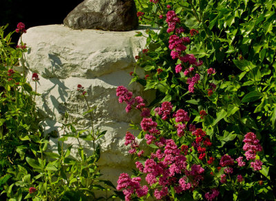 red valerian and white pillar .jpg