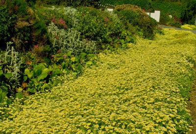 roadside garden .jpg