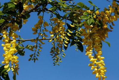 laburnum.jpg