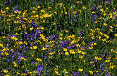 buttercups and bluebells .jpg