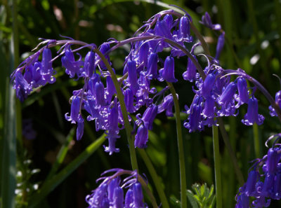 bluebells 3.jpg