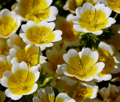 yellow floweres.jpg