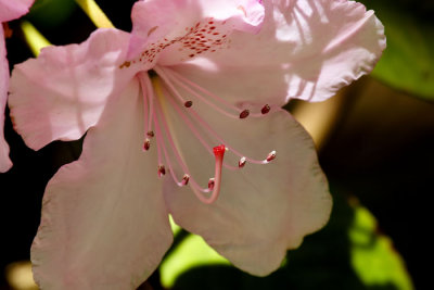 white rhodo 7.jpg