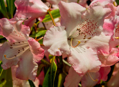 rhododendron 10.jpg