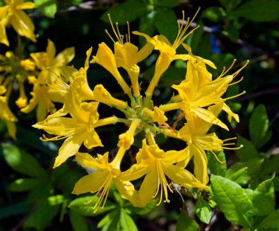 yellow rhoddenfron flower .jpg