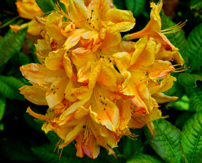 yellow rhododendron 5.jpg