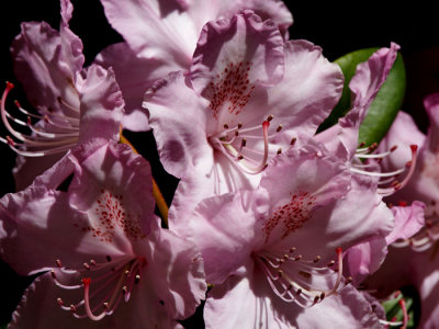 pink rhodo 4.jpg