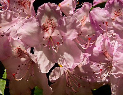 pink rhodo 6.jpg
