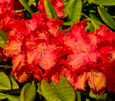 red rhodendron 7.jpg