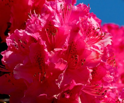 red rhodo 5.jpg