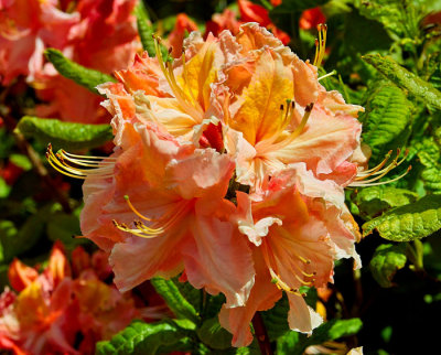 orange rhododendron 4.jpg