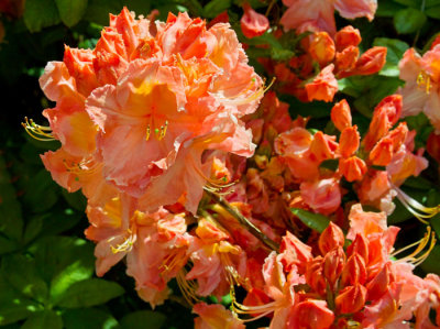 orange rhododendron .jpg
