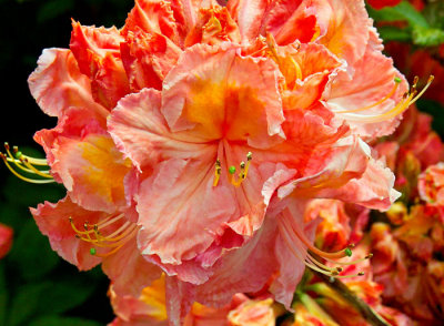 orange rhoddendron 2.jpg
