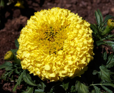 yellow marigold.jpg