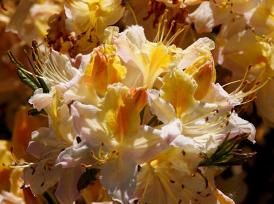 yellow rhododendron.jpg