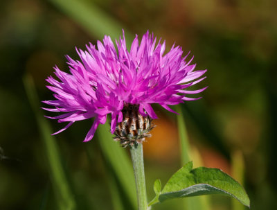 purple flower .jpg