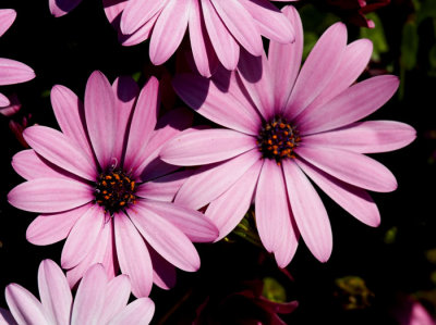 pink sennettas .jpg