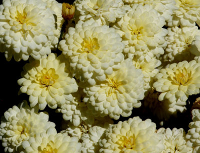 white flowers 3.jpg